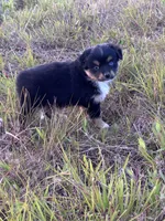 Black Tri F, a female Toy Australian Shepherd for sale in Carrollton, GA – 4 of 4