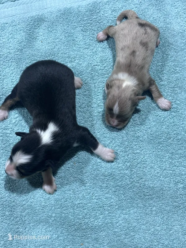 Black Tri Male – Toy Australian Shepherd puppy for sale in Carrollton, GA