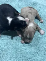 Black Tri Male, a male Toy Australian Shepherd for sale in Carrollton, GA – 3 of 5