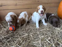 Snowflake, a female Brittany for sale in Carrollton, GA – 3 of 6