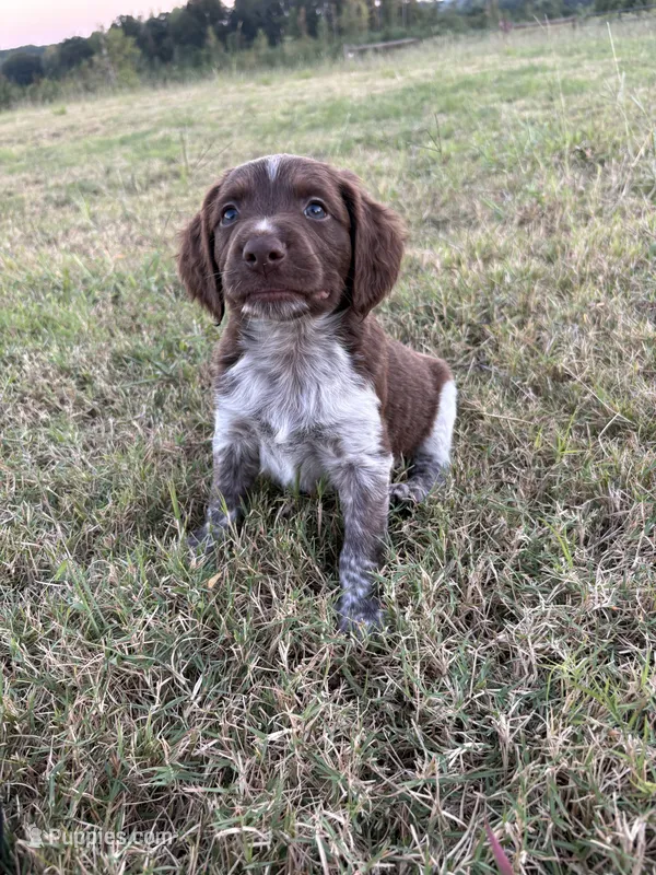 Zoomer- Liver Roan – Brittany puppy for sale in Carrollton, GA