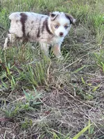 Red Merle F, a female Toy Australian Shepherd for sale in Carrollton, GA – 2 of 6