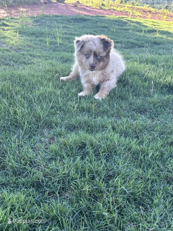 Pecan Pie – Toy Australian Shepherd puppy for sale in Carrollton, GA