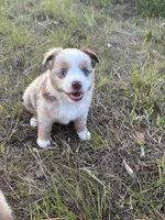 Red Merle F, a female Toy Australian Shepherd for sale in Carrollton, GA – 4 of 6