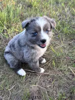 Blue Merle F, a female Toy Australian Shepherd for sale in Carrollton, GA – 1 of 7