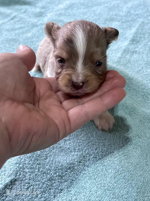 T-Rex – Toy Australian Shepherd puppy for sale in Carrollton, GA