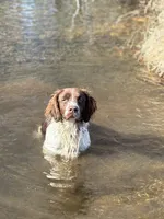 Tootsie (small) Orange Roan, a female Brittany for sale in Carrollton, GA – 4 of 5