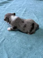 T-Rex, a male Toy Australian Shepherd for sale in Carrollton, GA – 2 of 4