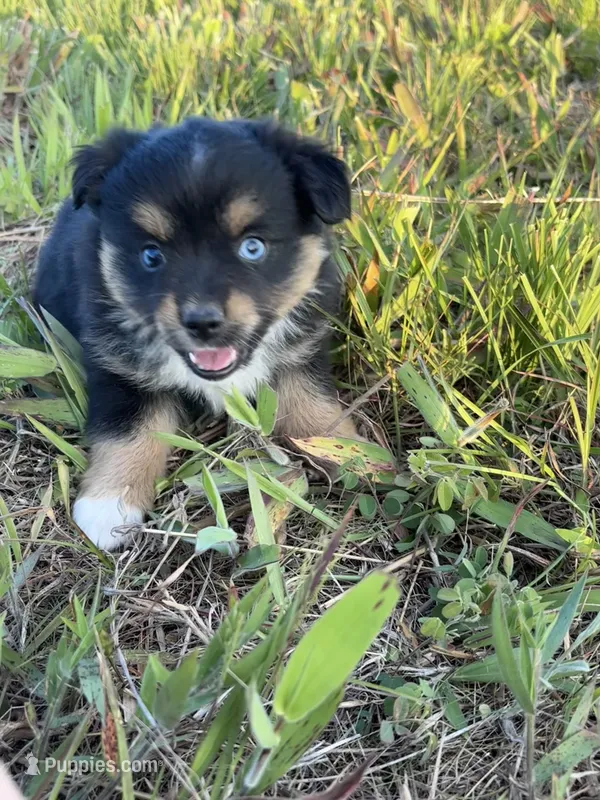 Black Tri F – Toy Australian Shepherd puppy for sale in Carrollton, GA