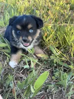 Black Tri F, a female Toy Australian Shepherd for sale in Carrollton, GA – 1 of 4