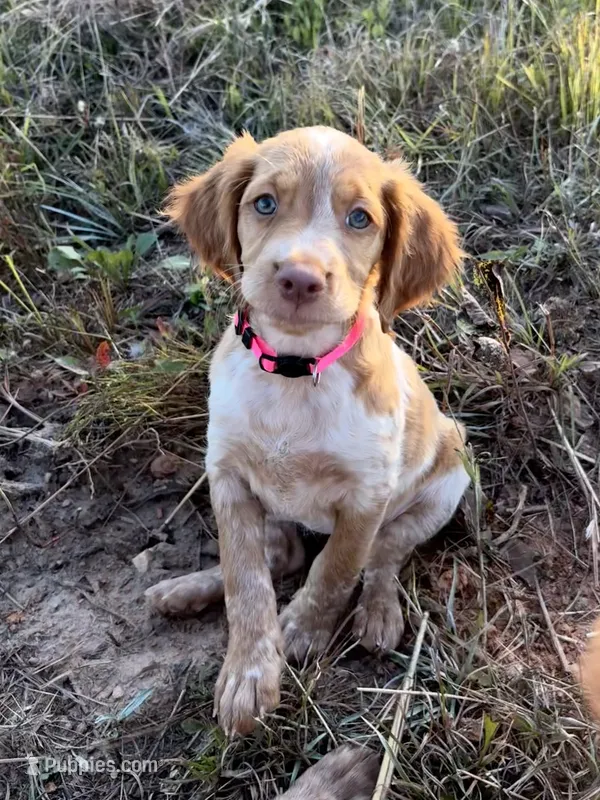 Tootsie- Orange Roan – Brittany puppy for sale in Carrollton, GA