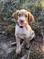 Tootsie- Orange Roan, a female Brittany for sale in Carrollton, GA – 1 of 8