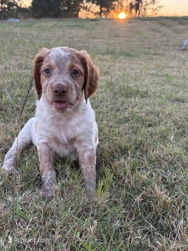 Moji- Orange Roan – Brittany puppy for sale in Carrollton, GA