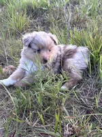Red Merle Male, a female Toy Australian Shepherd for sale in Carrollton, GA – 3 of 5