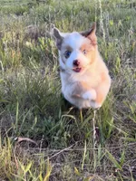 Red Merle F, a female Toy Australian Shepherd for sale in Carrollton, GA – 6 of 6