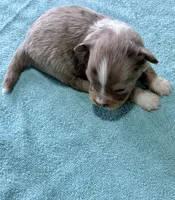 T-Rex, a male Toy Australian Shepherd for sale in Carrollton, GA – 4 of 4