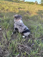 Blue Merle F, a female Toy Australian Shepherd for sale in Carrollton, GA – 7 of 7