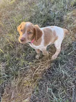 Tootsie- Orange Roan, a female Brittany for sale in Carrollton, GA – 3 of 8