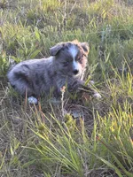 Blue Merle F, a female Toy Australian Shepherd for sale in Carrollton, GA – 2 of 7
