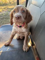Tootsie- Orange Roan, a female Brittany for sale in Carrollton, GA – 2 of 8