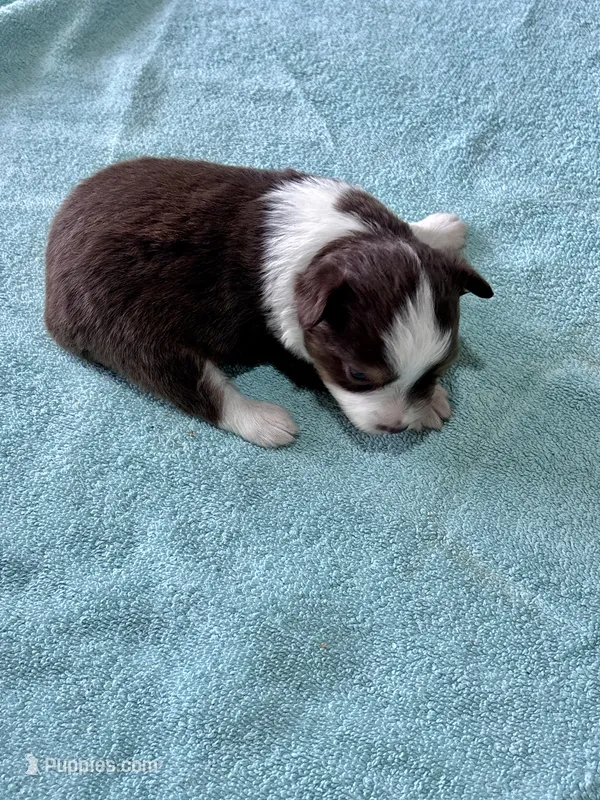 Coco – Toy Australian Shepherd puppy for sale in Carrollton, GA