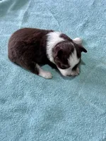 Coco, a female Toy Australian Shepherd for sale in Carrollton, GA – 1 of 3