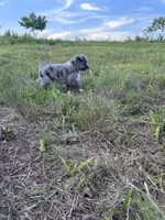 Blue Merle F, a female Toy Australian Shepherd for sale in Carrollton, GA – 5 of 7