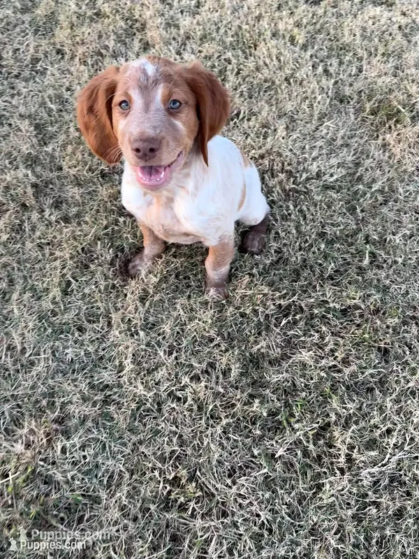 Moji- Orange Roan – Brittany puppy for sale in Carrollton, GA