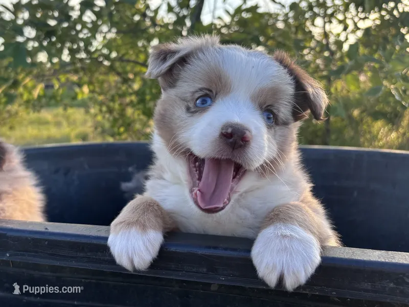 Red Merle F – Toy Australian Shepherd puppy for sale in Carrollton, GA