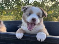 Red Merle F, a female Toy Australian Shepherd for sale in Carrollton, GA – 1 of 6