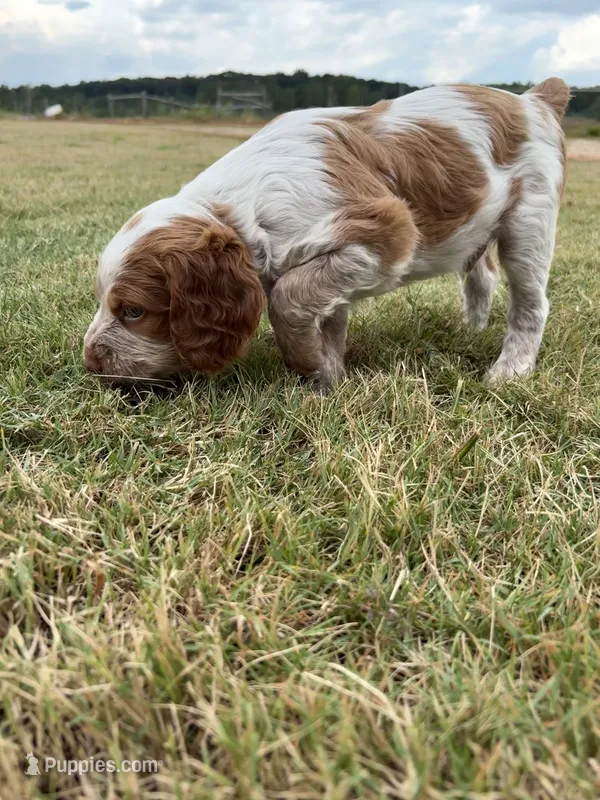 Noodle- Orange Roan – Brittany puppy for sale in Carrollton, GA