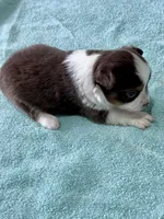 Coco, a female Toy Australian Shepherd for sale in Carrollton, GA – 2 of 3