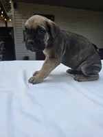 Ezra, a female Cane Corso for sale in Elkhart, IN – 3 of 10