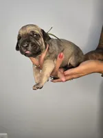 Solomon , a male Cane Corso for sale in Elkhart, IN – 5 of 9