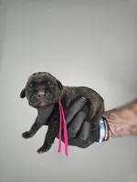 Jael, a female Cane Corso for sale in Elkhart, IN – 2 of 2
