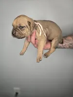 Shiloh, a female Cane Corso for sale in Elkhart, IN – 3 of 9