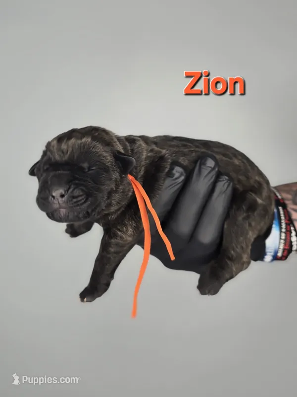 Zion – Cane Corso puppy for sale in Elkhart, IN
