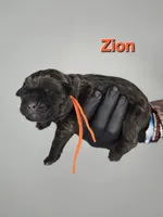 Zion, a male Cane Corso for sale in Elkhart, IN – 1 of 2