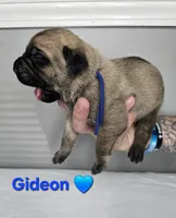 Gideon, a male Cane Corso for sale in Elkhart, IN – 8 of 9