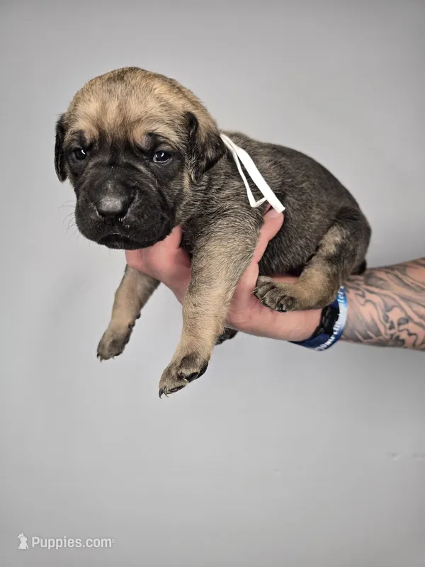 Samson – Cane Corso puppy for sale in Elkhart, IN
