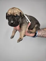 Samson, a male Cane Corso for sale in Elkhart, IN – 2 of 10