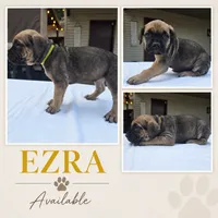Ezra, a female Cane Corso for sale in Elkhart, IN – 1 of 10