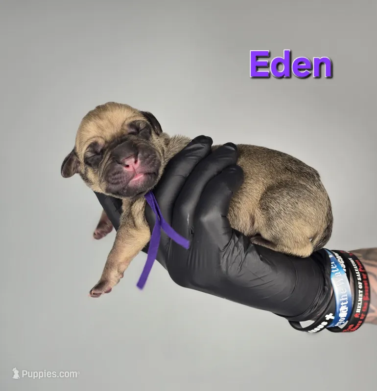 Eden  – Cane Corso puppy for sale in Elkhart, IN