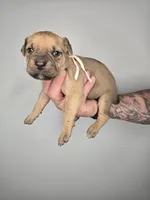 Shiloh, a female Cane Corso for sale in Elkhart, IN – 2 of 9