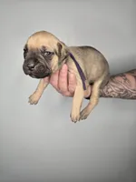 Eden , a female Cane Corso for sale in Elkhart, IN – 6 of 9