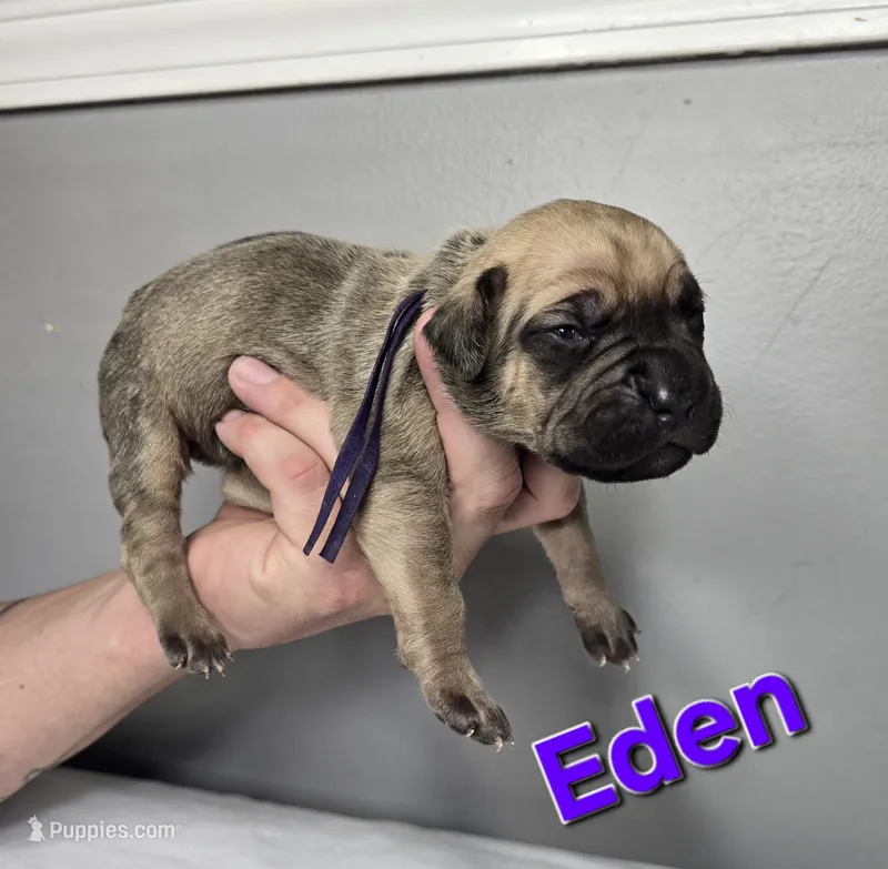 Eden  – Cane Corso puppy for sale in Elkhart, IN