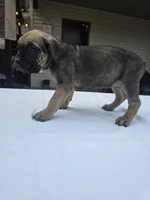 Ezra, a female Cane Corso for sale in Elkhart, IN – 2 of 10