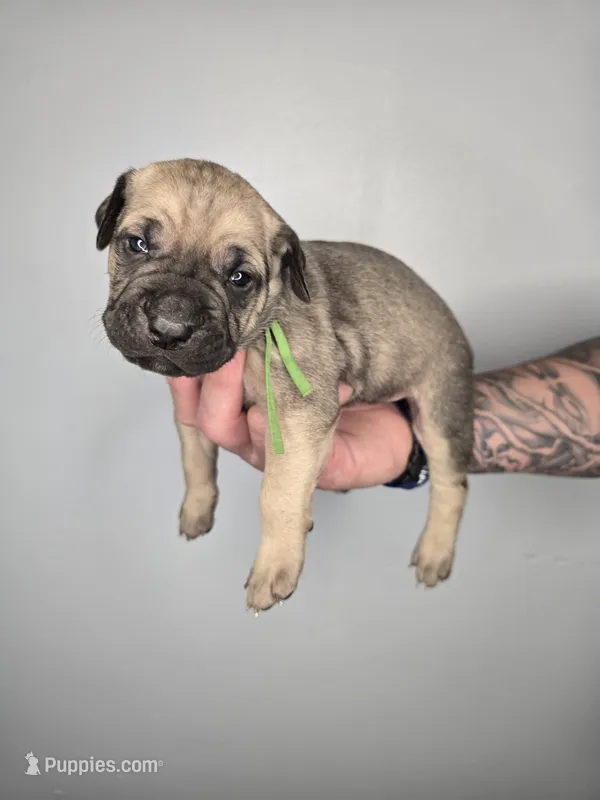 Solomon  – Cane Corso puppy for sale in Elkhart, IN