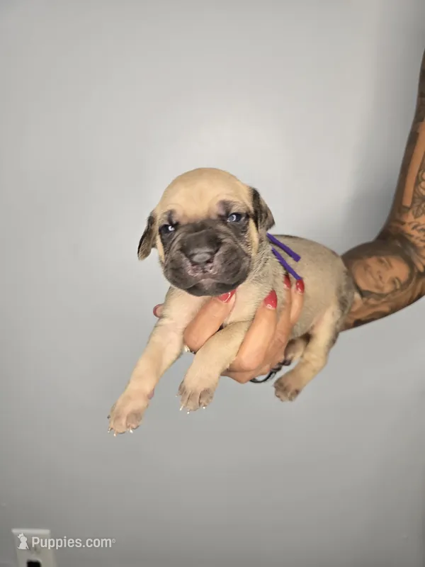 Eden  – Cane Corso puppy for sale in Elkhart, IN