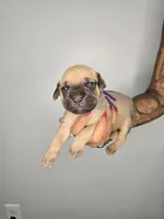 Eden , a female Cane Corso for sale in Elkhart, IN – 3 of 9